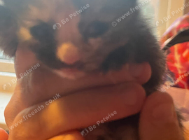 kittens