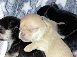 Updated one girl one boy apple head Chihuahua