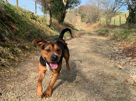 Beautiful staff x Rottweiler male available to the perfect family.