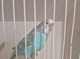 Sky blue male