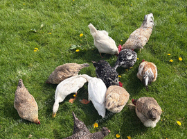 Established Free Range Flock