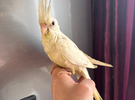 Hand Reared White Faced lutino