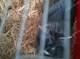 3 year old female bunny and cage