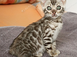 Gorgeous Bengal Rosette Girl Kitten