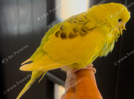 Tame boy baby budgie