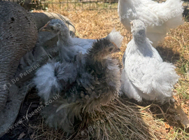 Pekins
