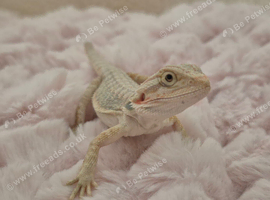 Baby beardies for sale (Short Tailed)
