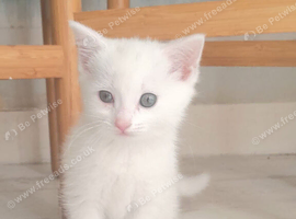 11 weeks old female kitten