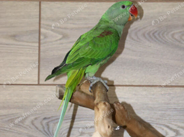 Baby Alexanderine Talking Parrot,2