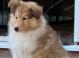 Pedigree Sable & White Rough Collie Female Puppy - Ready Now