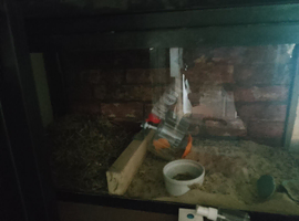 4 gerbils for sale
