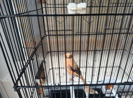 Canary