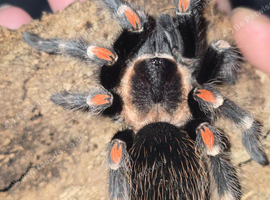 Tarantula list