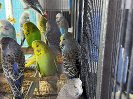Baby Exposition show Budgies