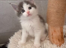 1 Full Mainecoon Kitten left female luna