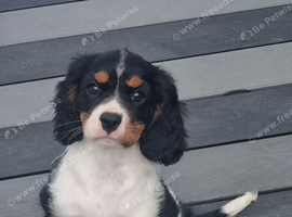 Looking for their new forever home