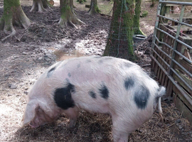 Gloucestershire old spot sow for sale