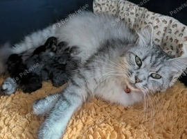 Fluffy boy kitten