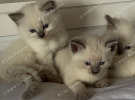 Beautiful Pure Blue Point Ragdolls