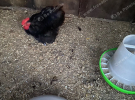 Black pekin cockerel