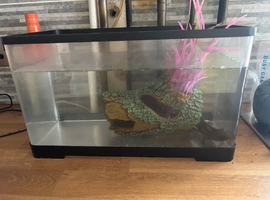 Axolotl
