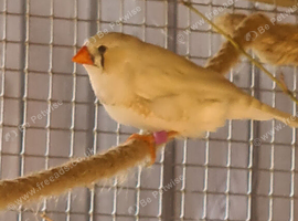 Young zebra male finch