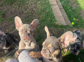 French bulldog boy and girl