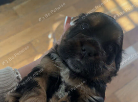 Stunning cockapoo pups