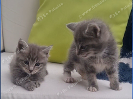 Mainecoon silver READY NOW