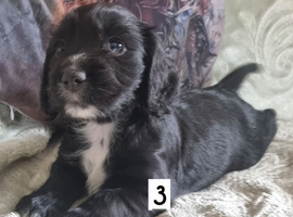 Kc cocker spaniel puppies