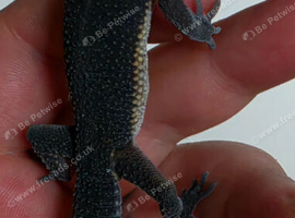 Young unsexed black night leo