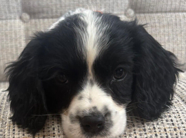 Cavalier x cavapoo puppies fully vaccinated