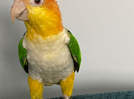 Yellow thigh male Caique hand tame parrot cheeky bird pet