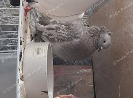 2 bonded pigeons for sale