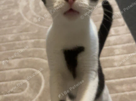 10 month old boy cat