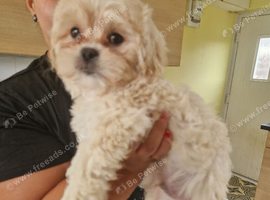 3 Gorgeous shihpoo puppies for sale