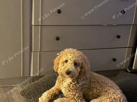 7month old