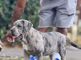 Chrome blk Merle female