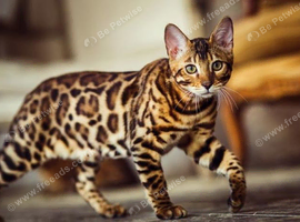 Bengal male