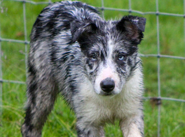 Blue merle Isds collie.