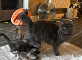 Maine coon kittens stunning