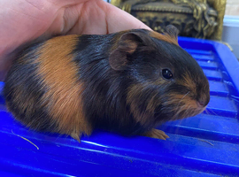 Male guniea pig ready to be reserved