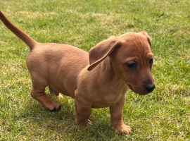 Dachshund X Jack Russell puppies JACKSHUNDS