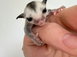 Male white faced sugar glider