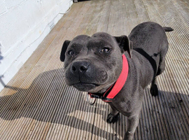 2 year old beautiful blue staffy *gypsy*