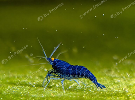 12 Rare High Grade Orange Eye Blue Devil Shrimp