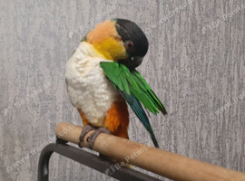 Young parrot