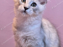 Pedigree TICA Registered Maine Coon Kittens