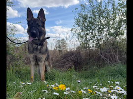 German sheperd 9 months for sale