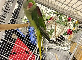 Alexandrine